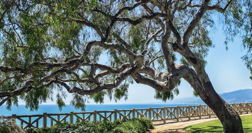 Palisades Park